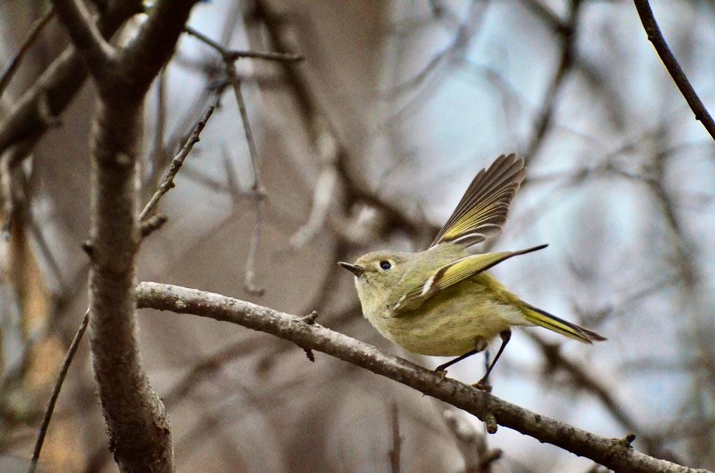 Ruby-crowned Kinglet ready to fly 04-12-2014 262 by Richard Hurd is licensed under CC BY 2.0.